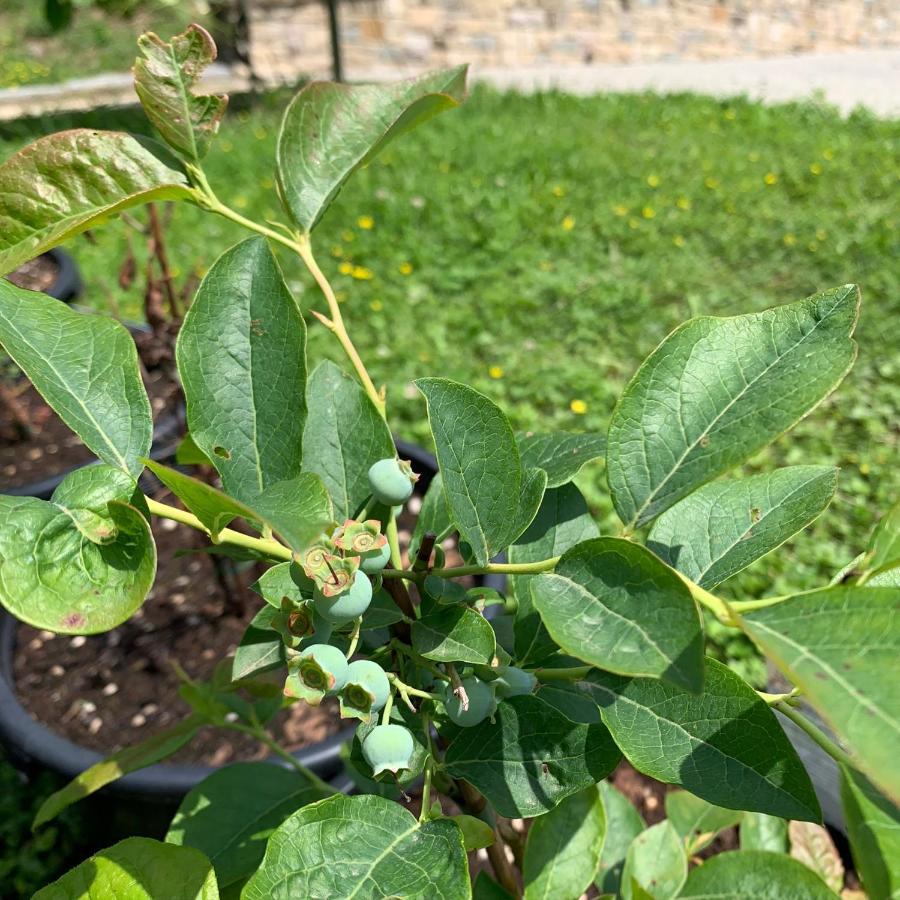 סרניקו Agriturismo Grammelot מראה חיצוני תמונה